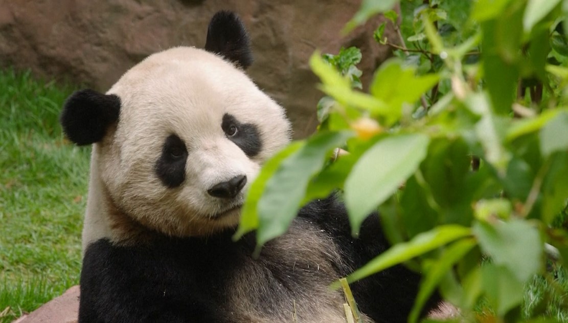 ABD’de 21 yıl sonra bir ilk: Çin’den gelen pandalar ilgiyle karşılandı