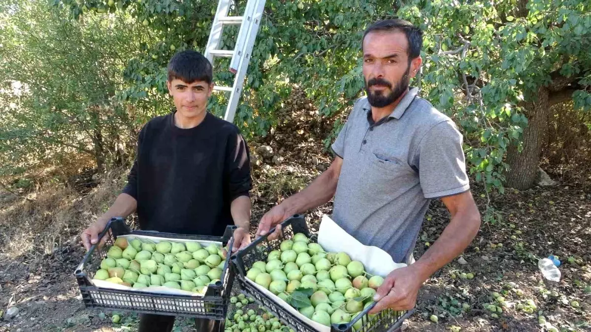 malatyada akcadag armudu hasadi basladi kmImgyUd
