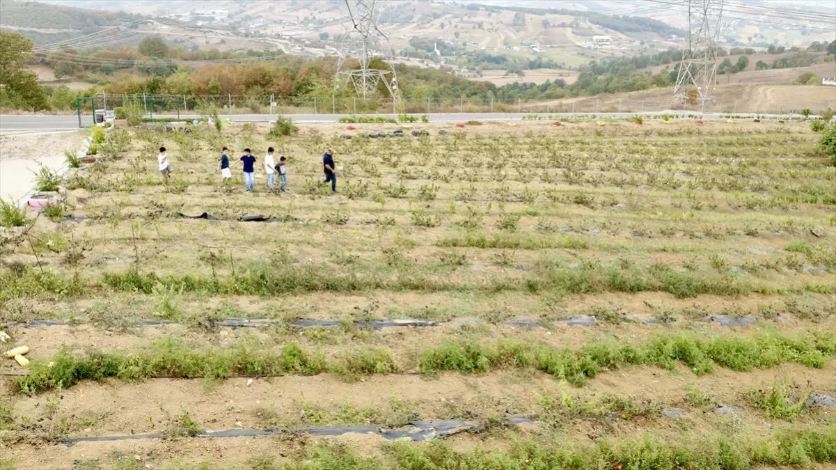 omer ustunelin aronya seruveni CODgqx7x