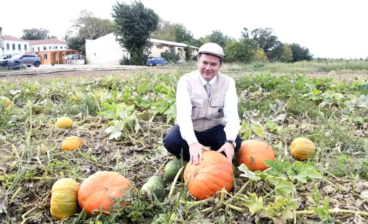 osmangazi belediyesi organik urun hasatina devam ediyor GevatRK2
