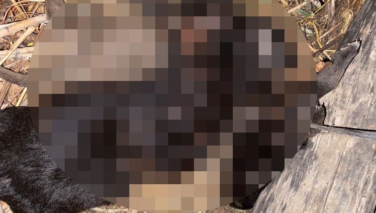 tokatta vahset uc yavru kopek bogulmus halde bulundu tkxSVBrU