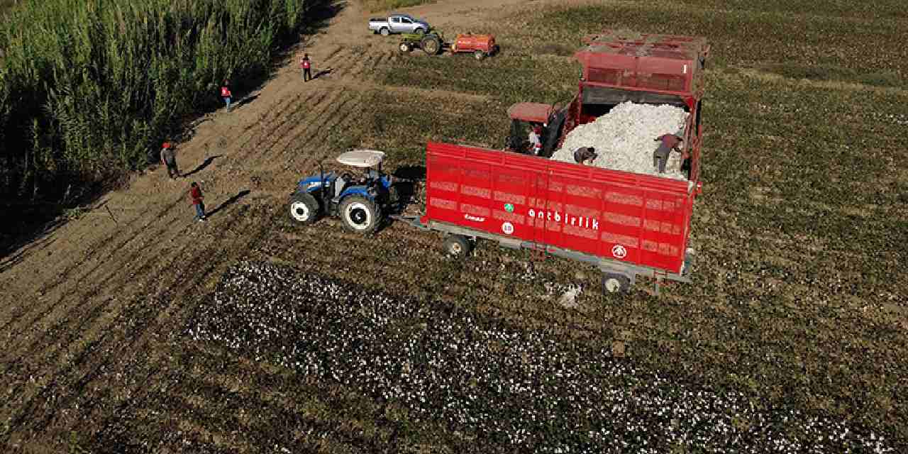40 bin dekar alanda uretiliyor beyaz altin olarak biliniyor dyh8cear.jpg