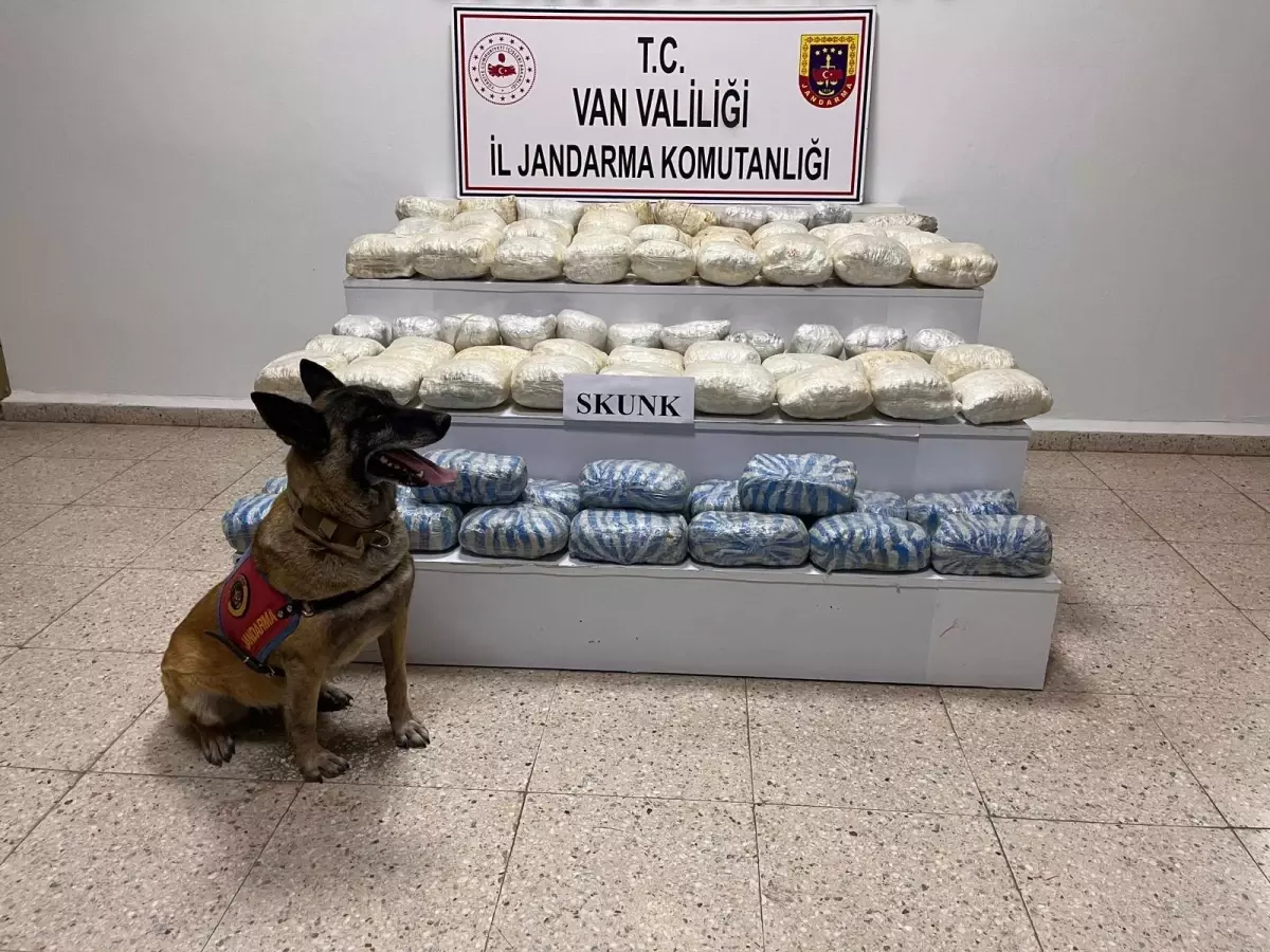 baskalede 47 kilo skunk ele gecirildi lZZr9WdF