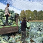 ercis lahanasi hasat basladi 2nA1Kfqk.jpg