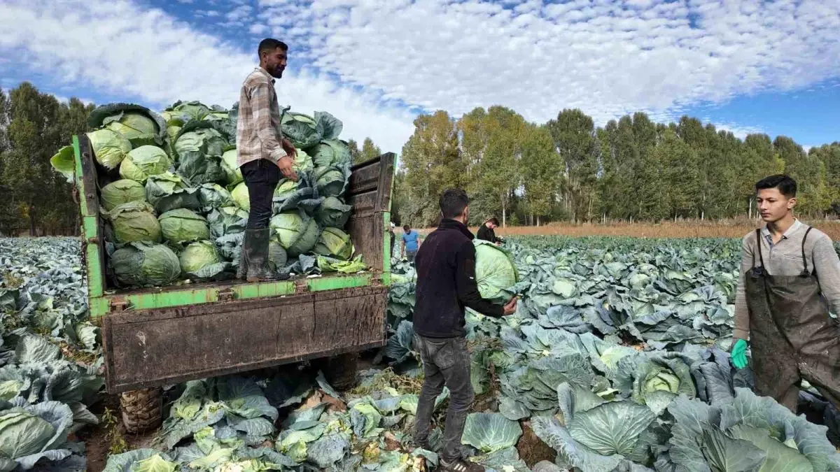 ercis lahanasi hasat basladi 2nA1Kfqk.jpg