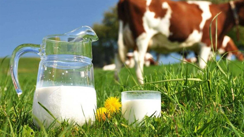 inekler kesime gidiyor uretim daraliyor sute zam mi gelecek SWecxWig.jpg