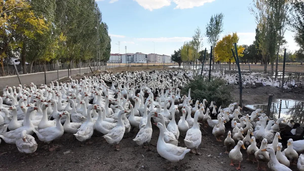 kanatli hayvanlara sevgiyle yaklasiyor c3rlAvF5