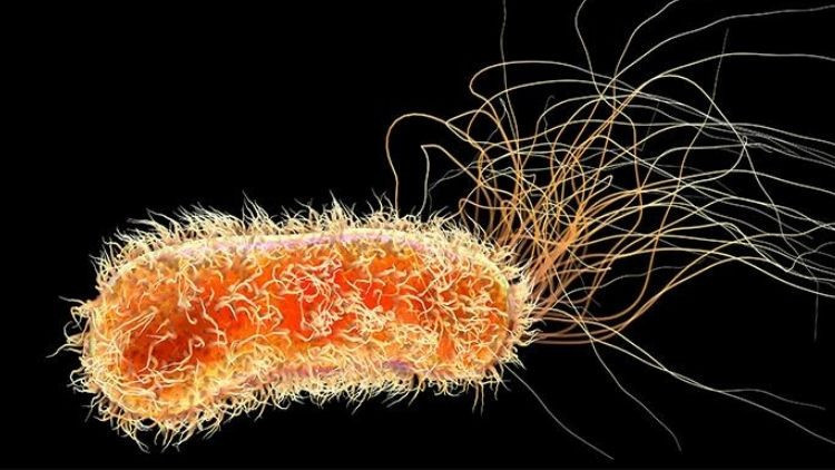 saglik yetkililerinden uyari maymun cicegi hizla yayiliyor son haftada dikkat ceken bir artis var j16uNLlz.jpg