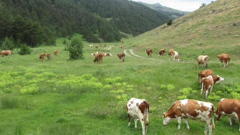 sayistay raporu belediye ve koylerin topladigi mera gelirleri islah icin kullanilmadi 9SedAq3A