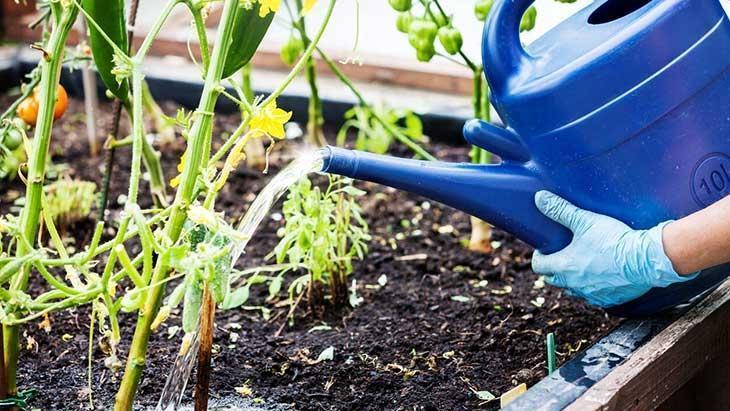 Aşırı sulayınca anında ölüyor! Toprağın üst kısmına bakınca hemen anlaşılıyor