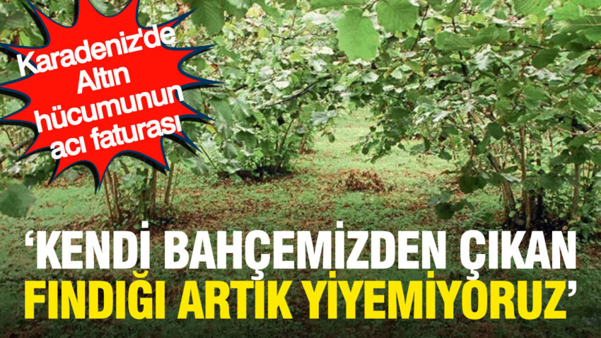 Karadenizde altin hucumunun aci faturasi kendi bahcemizden cikan findigi artik yemiyoruz vLO4ZByy