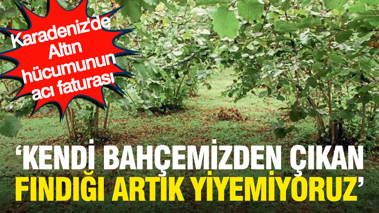 Karadenizde altin hucumunun aci faturasi kendi bahcemizden cikan findigi artik yemiyoruz vLO4ZByy